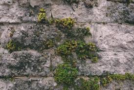 藻　苔　外壁劣化